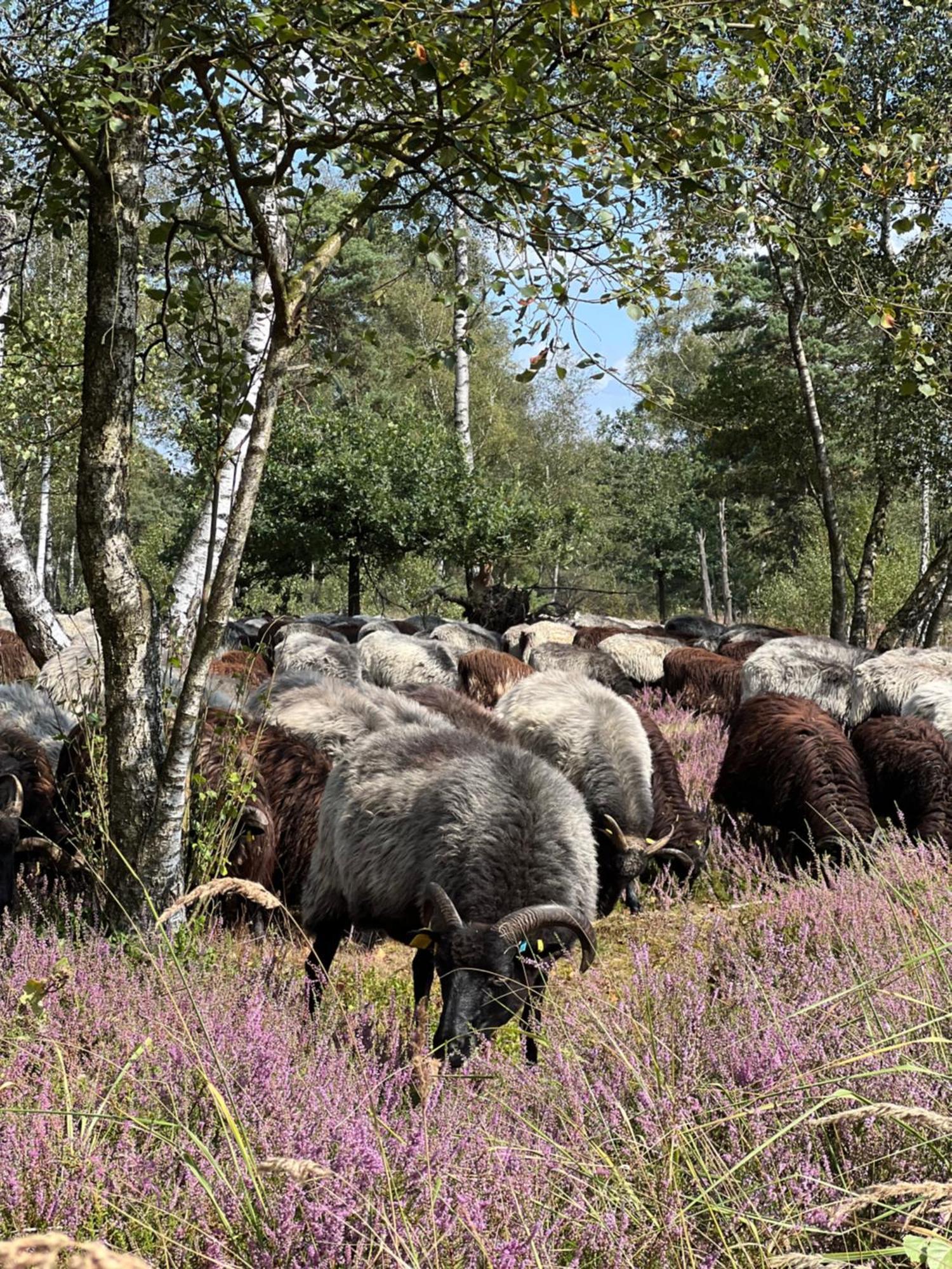 Ferienwohnung Am Pietzmoor Schneverdingen Dış mekan fotoğraf